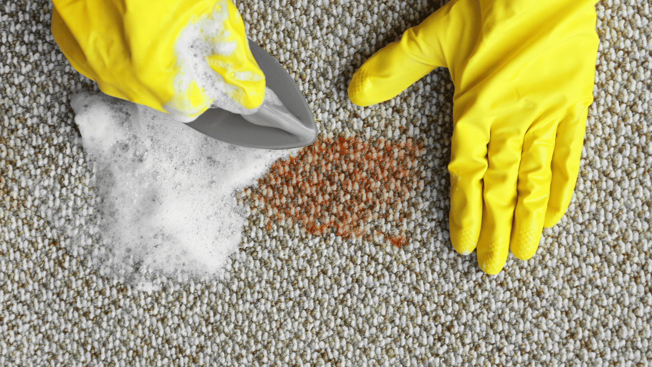 Maid Service Today Bay Area Carpet Cleaning (1) carpet cleaners in San Francisco bay area